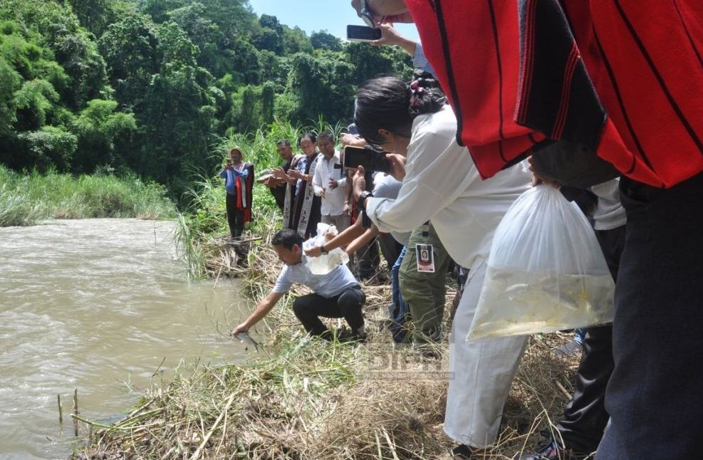 Director of Fisheries and Aquatic Resources, Rongsenungba releasing fingerlings in Dikhu River on July 18 during an awareness programme on river ranching. (DIPR Photo)